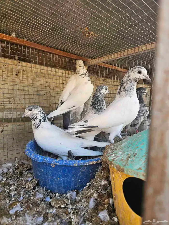 طبات حمام باكستاني 1