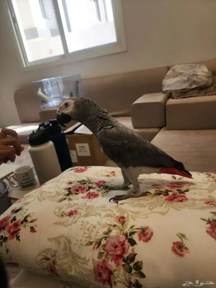 كاسكو سوبر جامبو 8