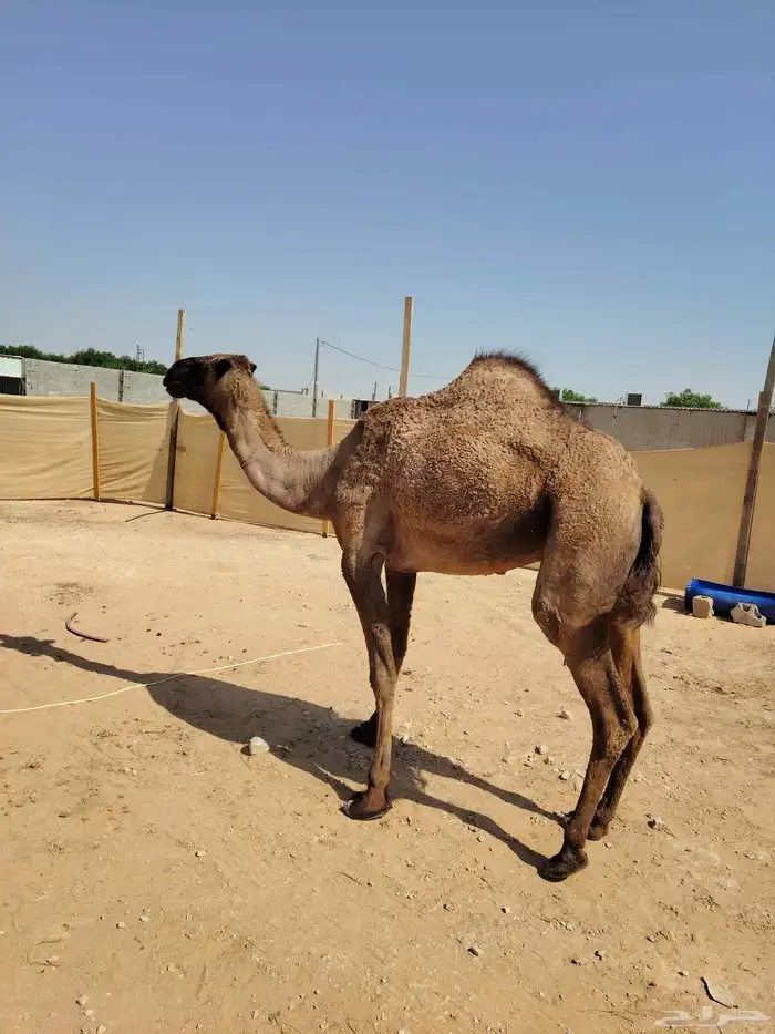 نياق القحات عدد 2 حمراء وصفراء 2