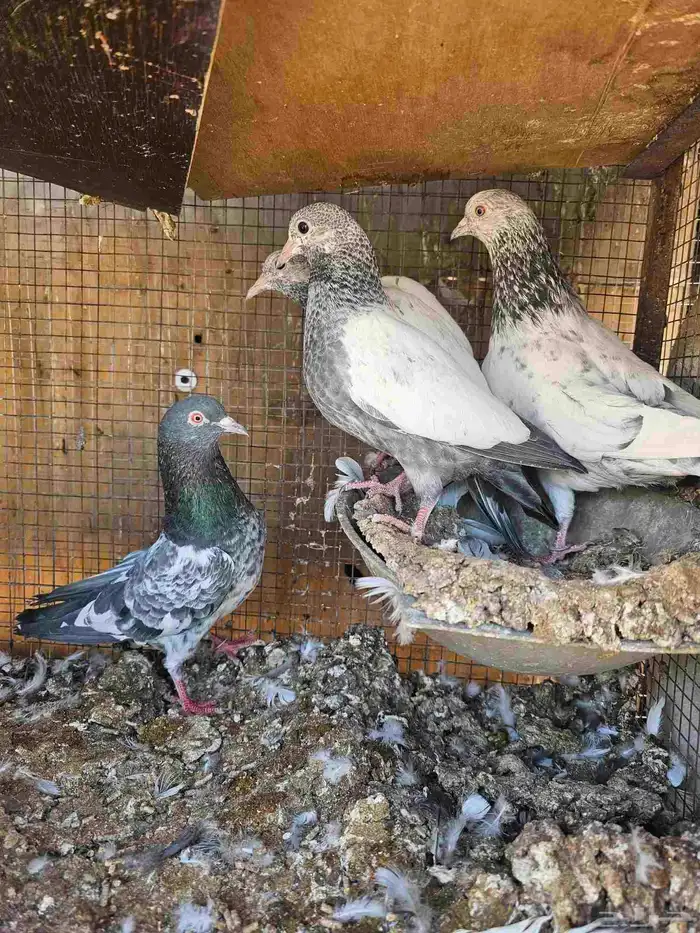 طبات حمام باكستاني 2