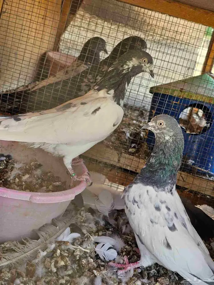 طبات حمام باكستاني 8