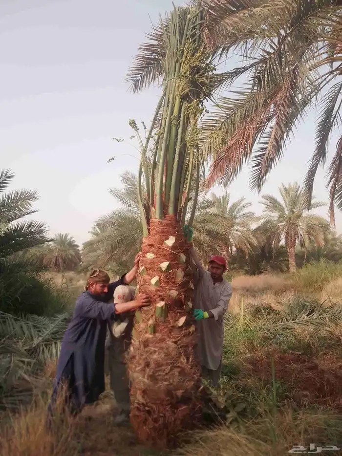 نخل للبيع مثمر خلاص سكري شيشي هلالي مجدول صقعي منيفي مسكاني 3