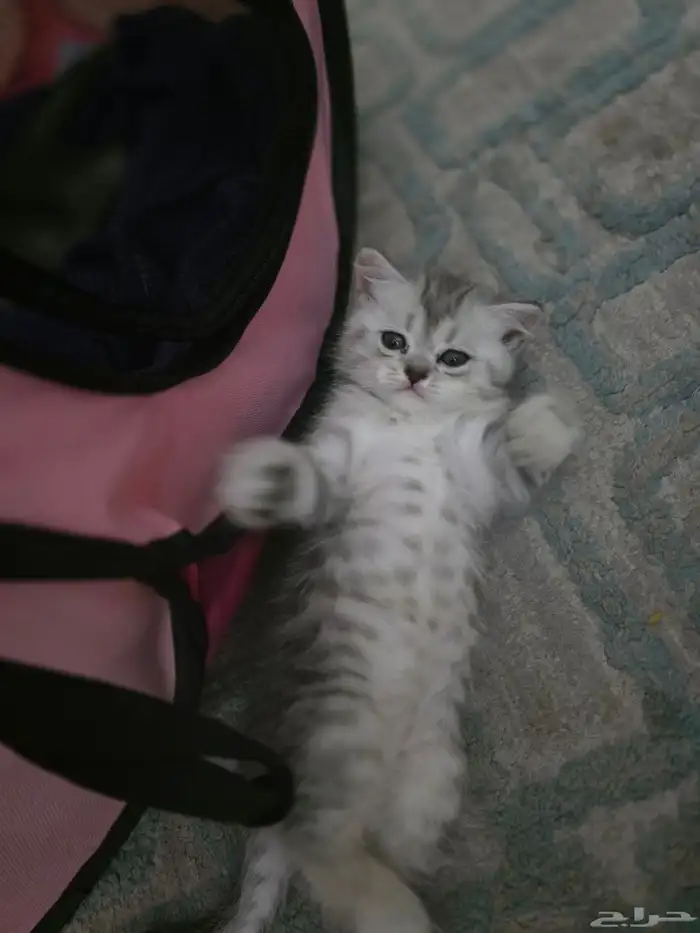 قط من ام واب سكوتش فولد 0