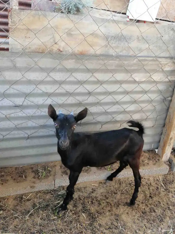 للبيع تيس طيب ب الحيل صحه ونضافه 1