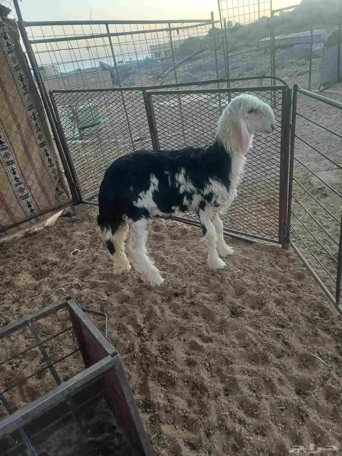 رخل ذبيحه للبيع 4