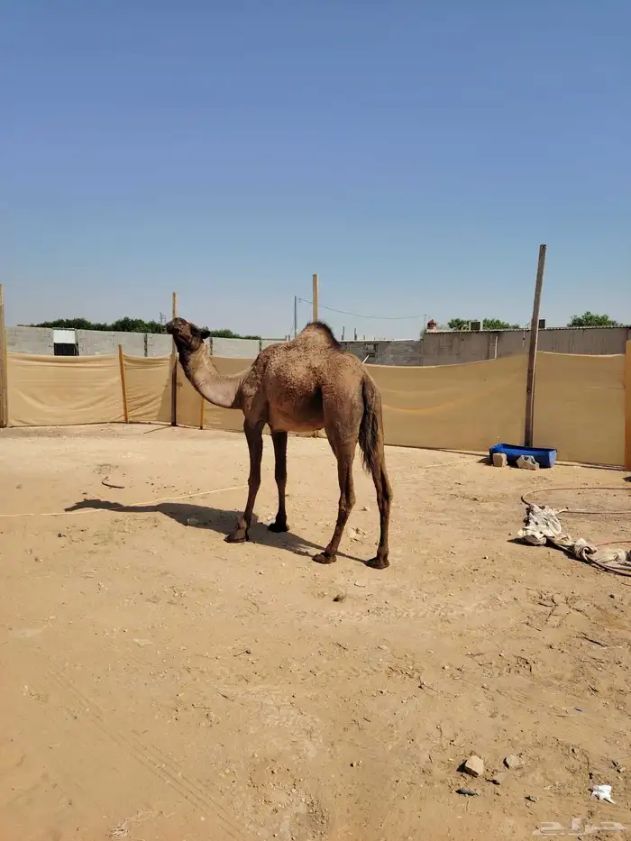 نياق القحات عدد 2 حمراء وصفراء 1