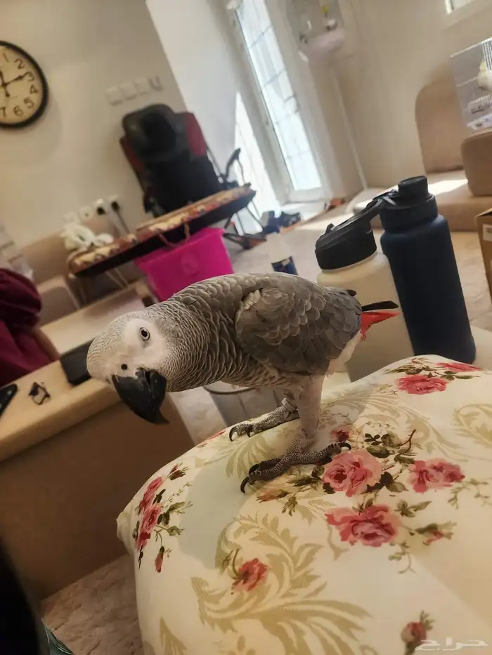 كاسكو سوبر جامبو 9