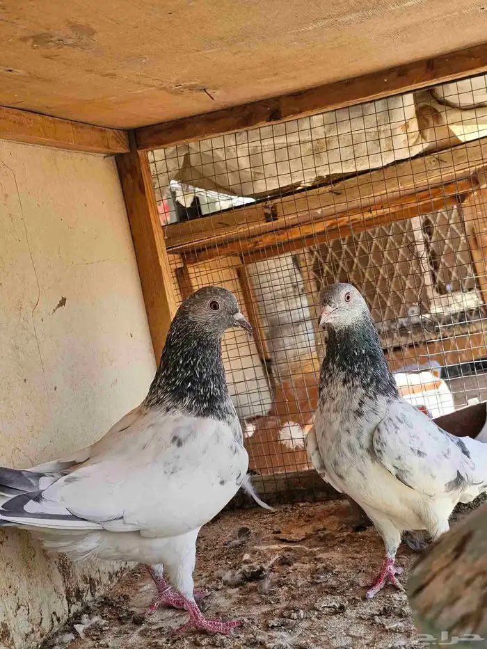 طبات حمام باكستاني 4