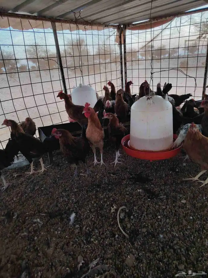 دجاج بلدي ضيقه عمر سته شهور خمسه شهور العدد 50 او 45 العطيف 2