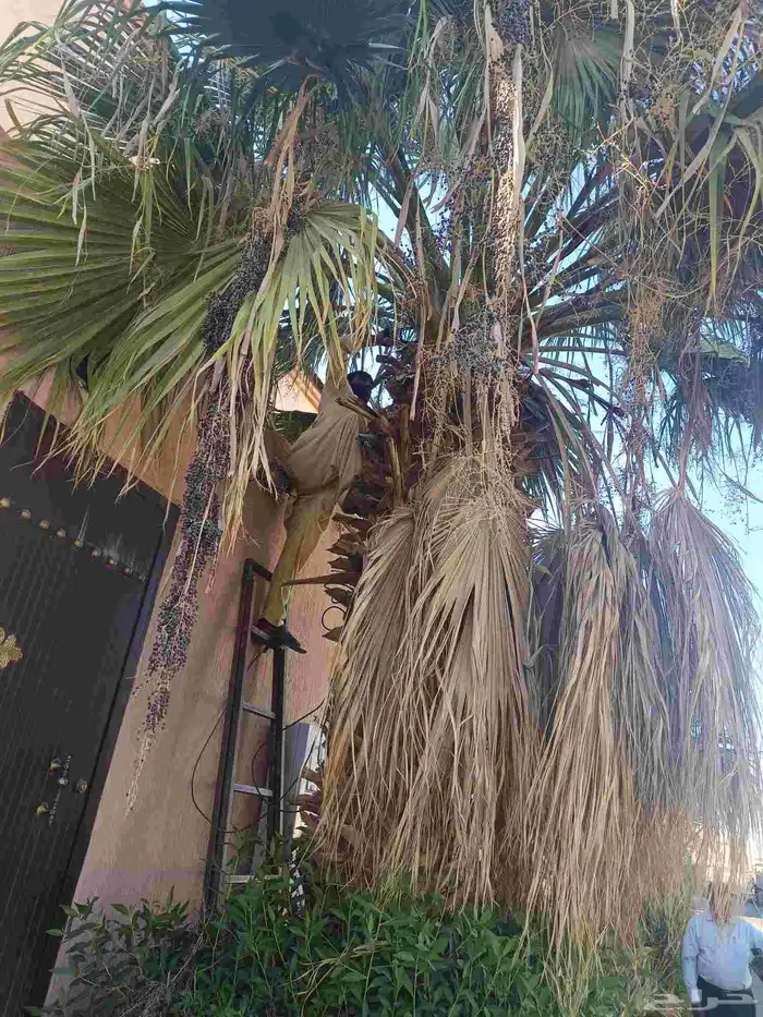 قص سعف النخيل 6