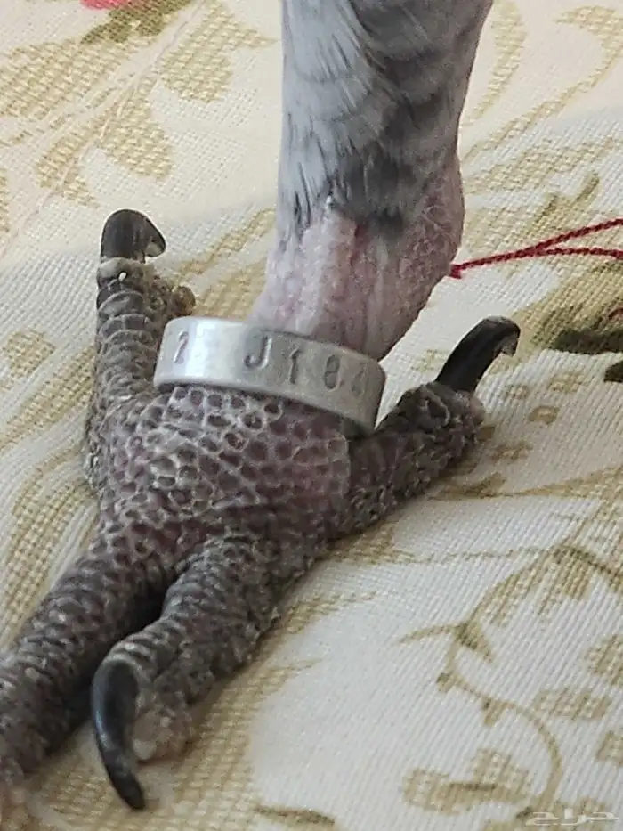 كاسكو سوبر جامبو 3