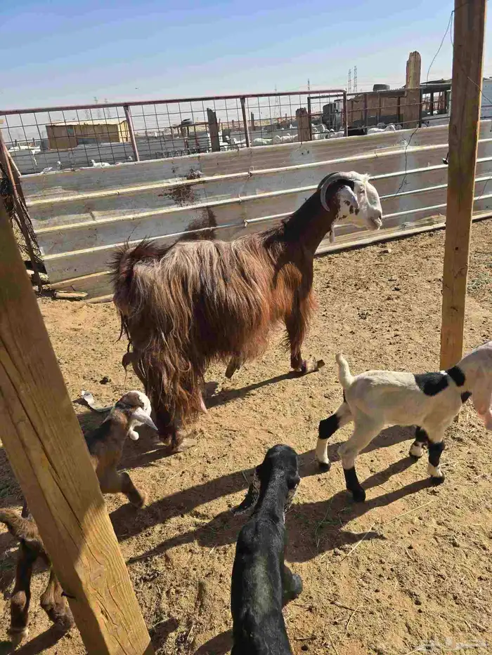 معزا مشاريك5تحتخا11 1