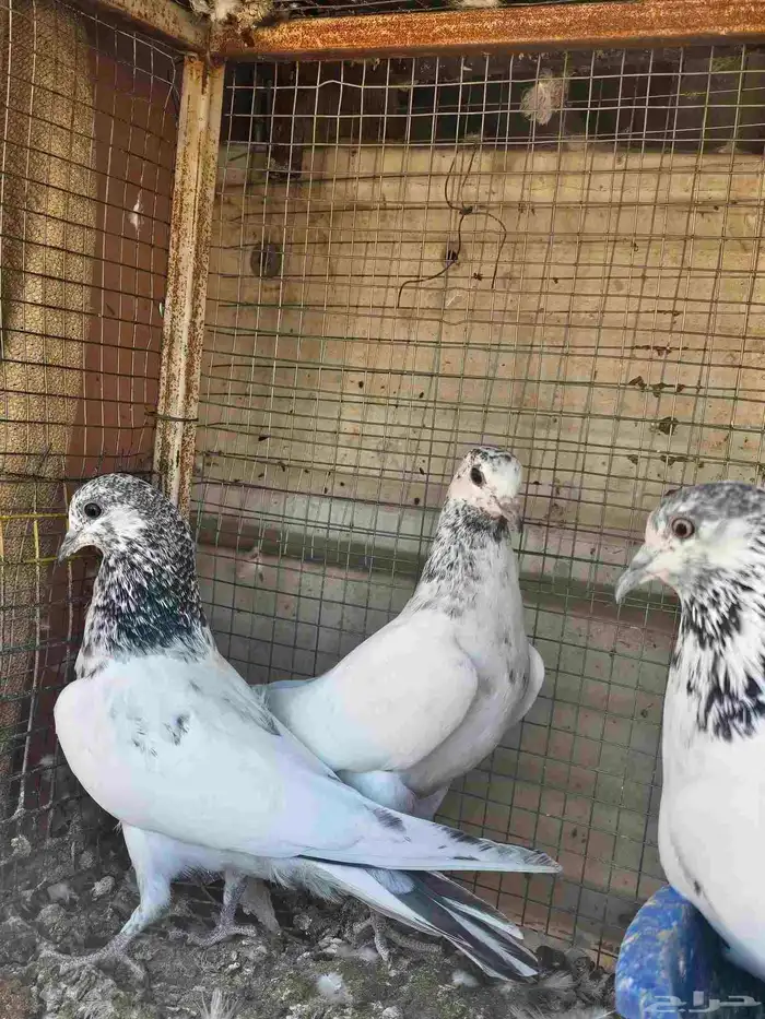 طبات حمام باكستاني 0