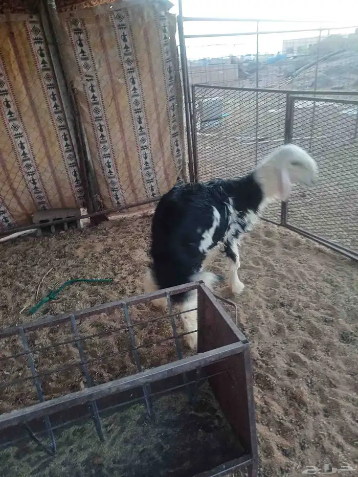 رخل ذبيحه للبيع 2