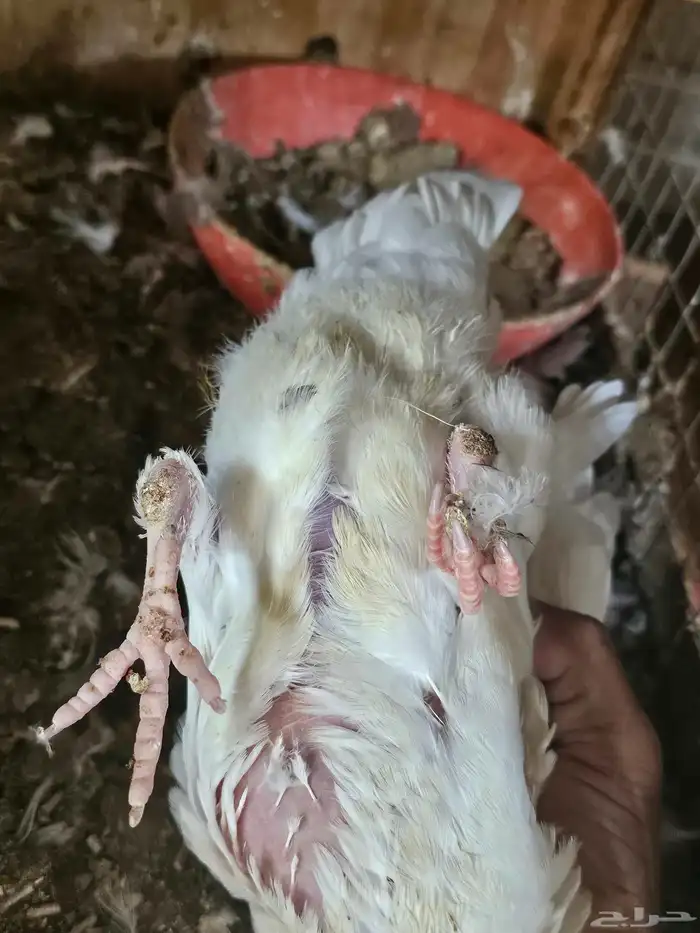 زغاليل فرنسي وزاجل ذبح 13