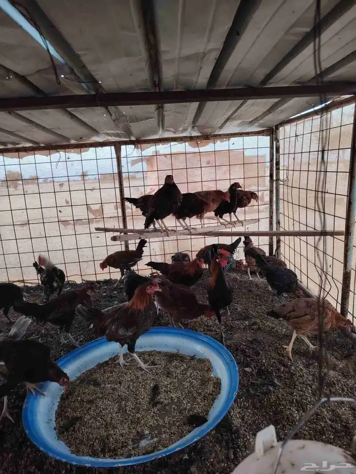 دجاج بلدي ضيقه عمر سته شهور خمسه شهور العدد 50 او 45 العطيف 0