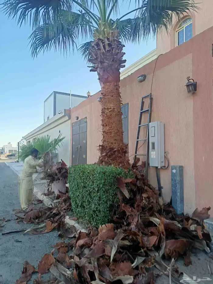 قص سعف النخيل 2