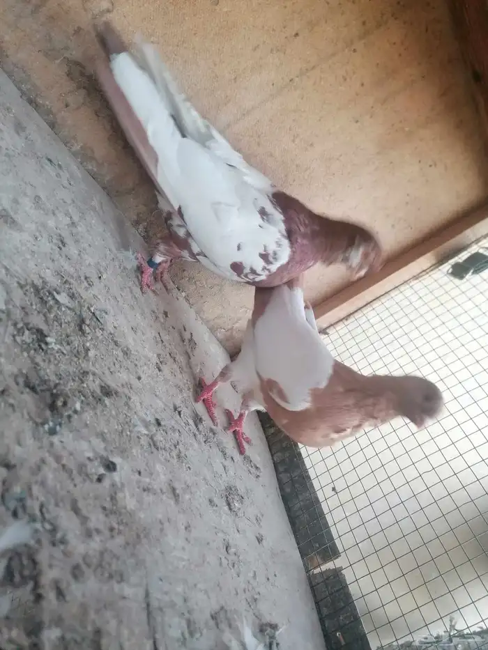 حمام للبيع او البدل بحام زاجل سباق او حمام باكستاني 4