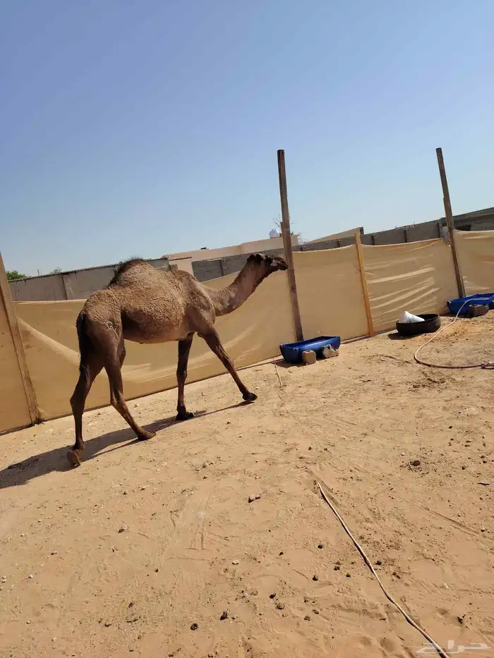 نياق القحات عدد 2 حمراء وصفراء 3