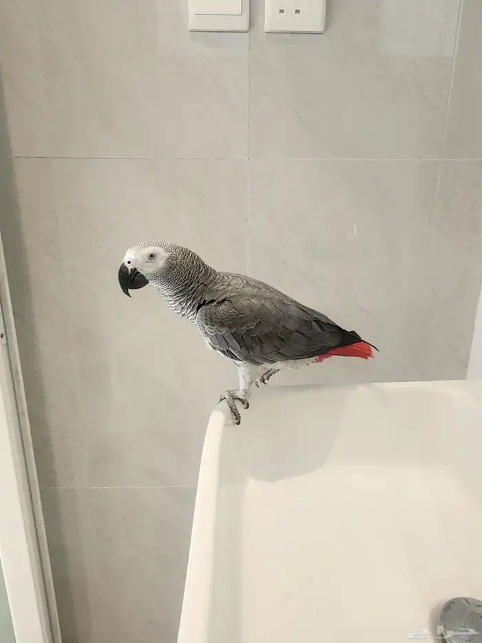 كاسكو سوبر جامبو 6