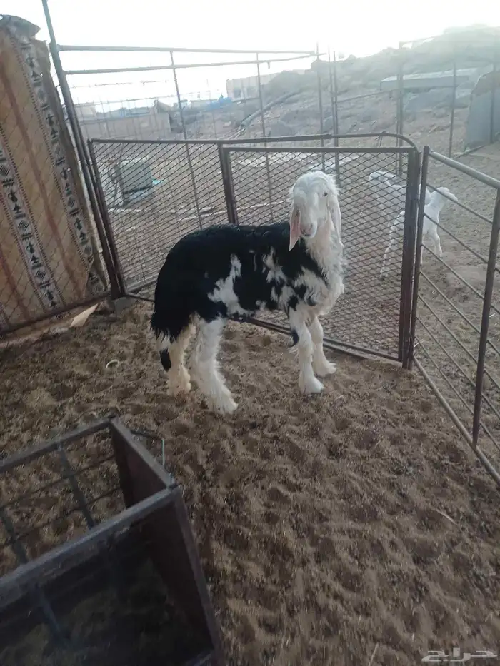 رخل ذبيحه للبيع 6