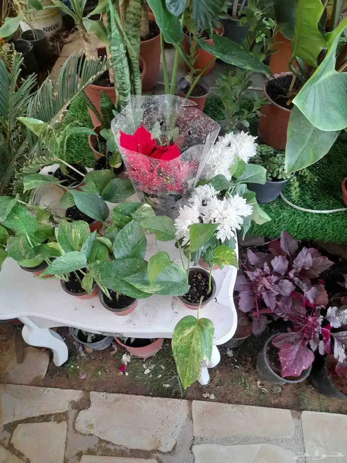 منسق حدائق وتركيب جميع شبكات الري العادي والاتمتك والدكور 4