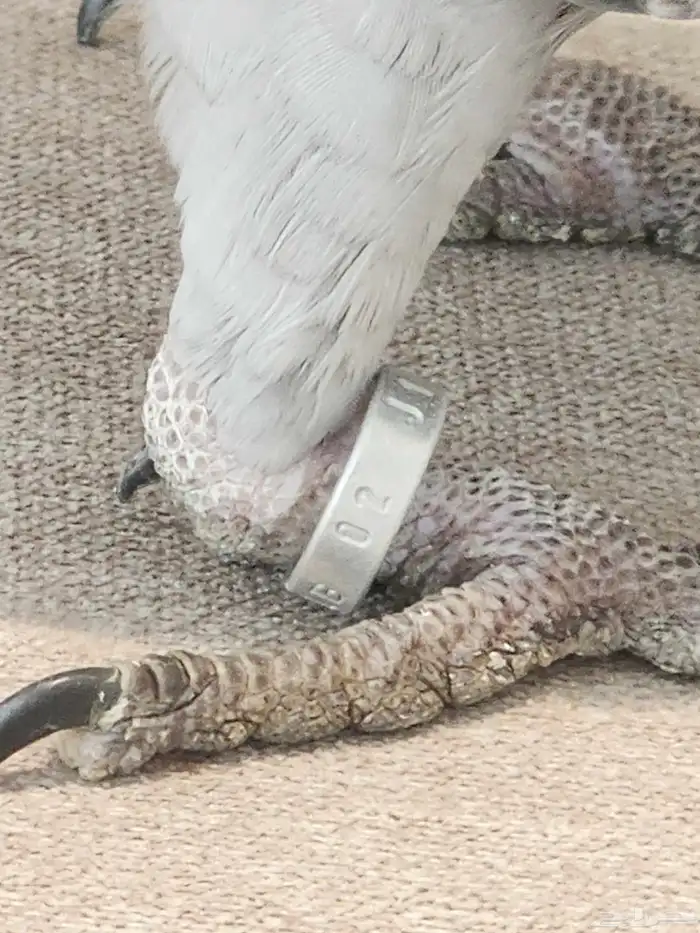 كاسكو سوبر جامبو 0