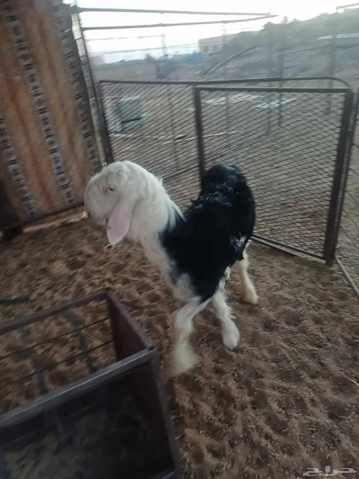 رخل ذبيحه للبيع 5