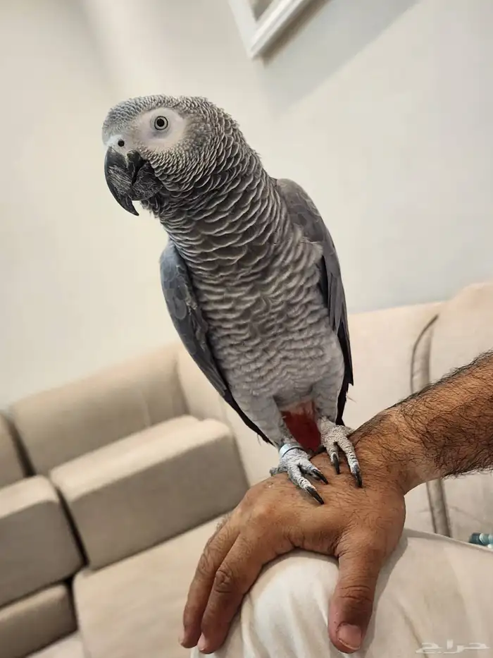 كاسكو سوبر جامبو 5