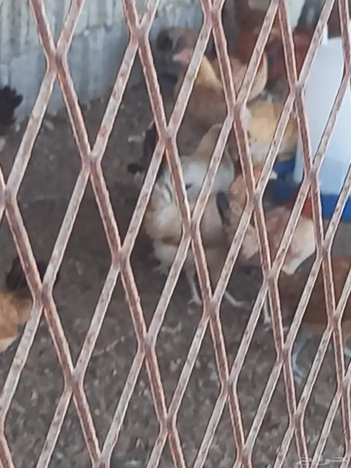 متوفر دجاج بشاير الكميه محدوده سعر الحد 35 غير قابل للتفاوض. 0