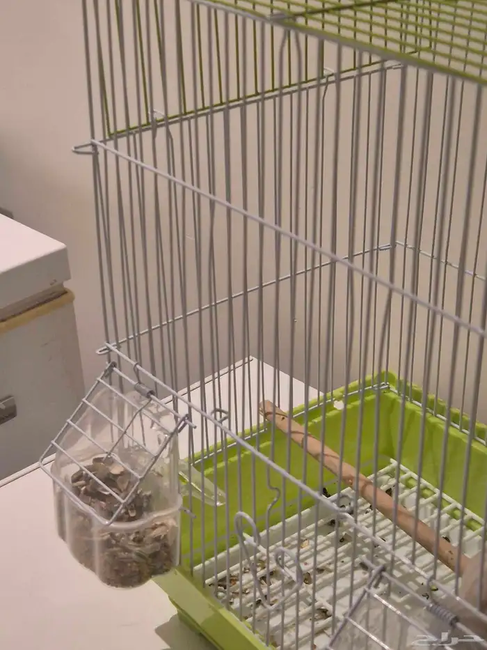 عصافير الحب للبيع 4