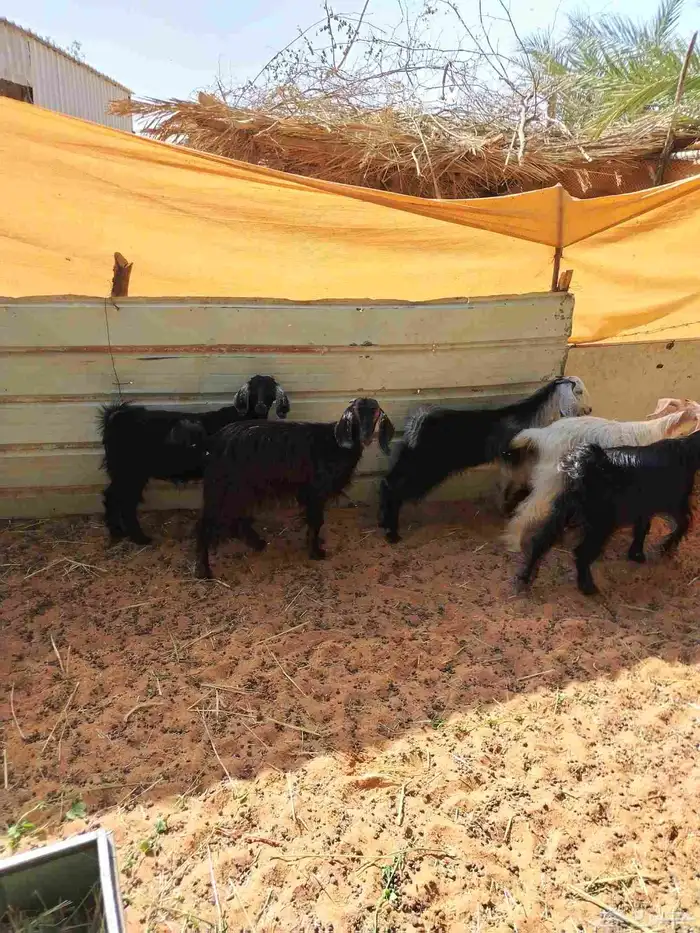 توجد لدينا تيوس وجفرات وطليان للبيع وطيبات ونظيفات للتواصل 2