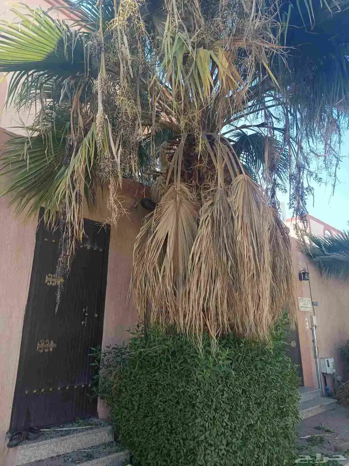 قص سعف النخيل 5