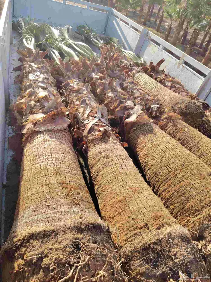 نخل وشنطني زينه وزيتون معمر 6