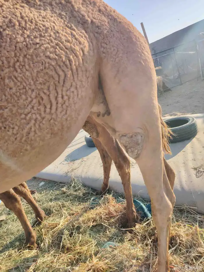 نياق القحات عدد 2 حمراء وصفراء 5