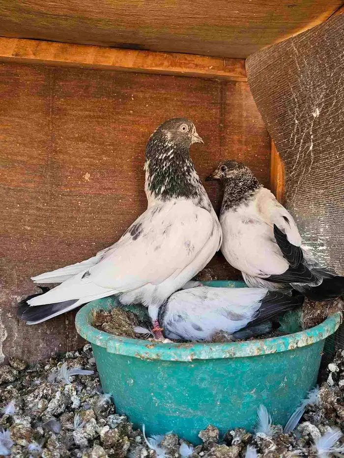 طبات حمام باكستاني 7