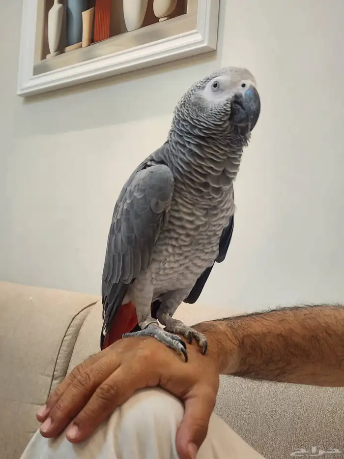 كاسكو سوبر جامبو 3