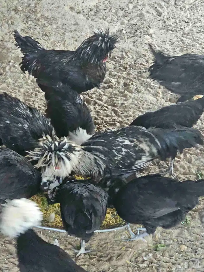 دجاج بلوش للبيع 0