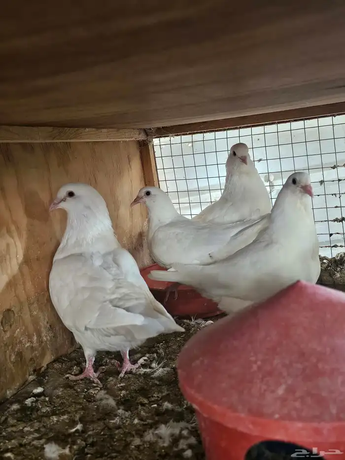 زغاليل فرنسي وزاجل ذبح 17