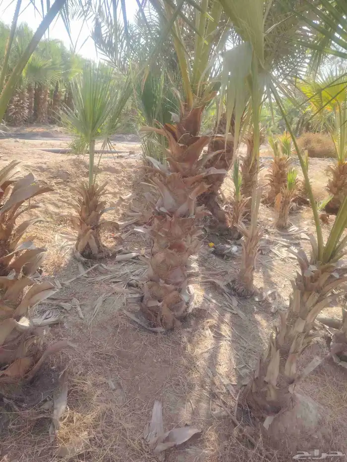 يوجد لدينا نخل للبيع 0