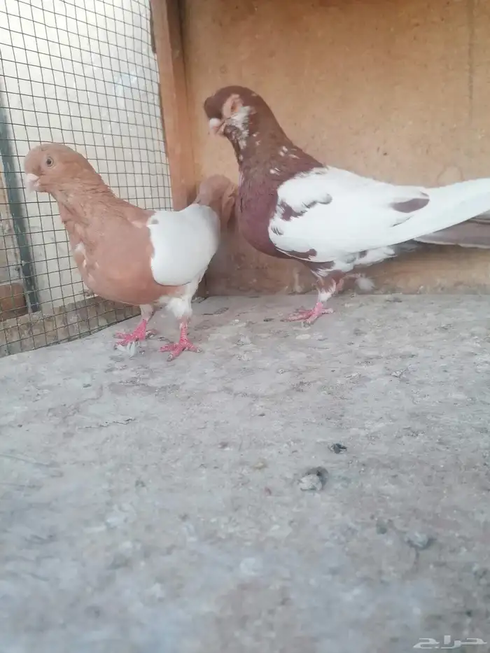 حمام للبيع او البدل بحام زاجل سباق او حمام باكستاني 6