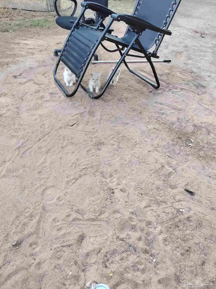 قطط صغيره. شيرازي 0