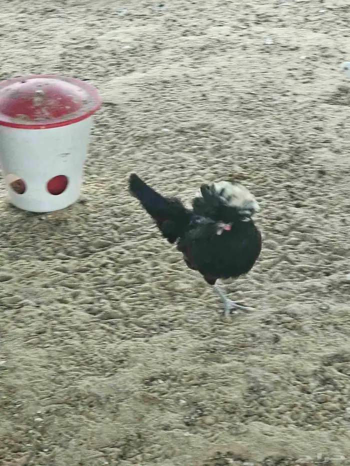 دجاج بلوش للبيع 1