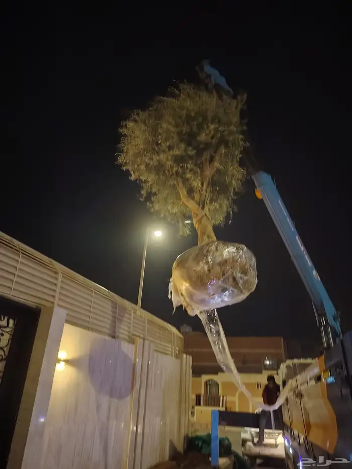 نخل وشنطني زينه وزيتون معمر 5