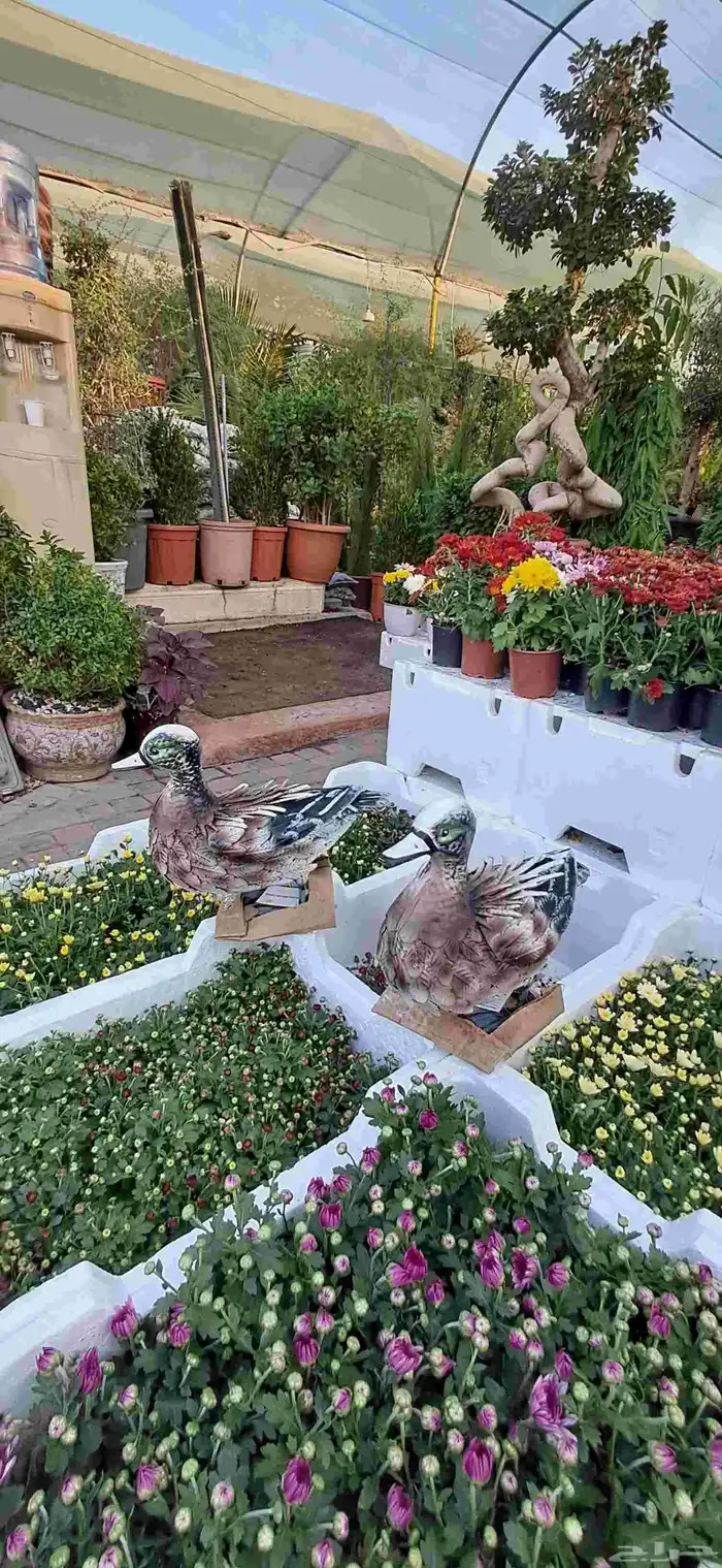 تنسيق الحدائق 1