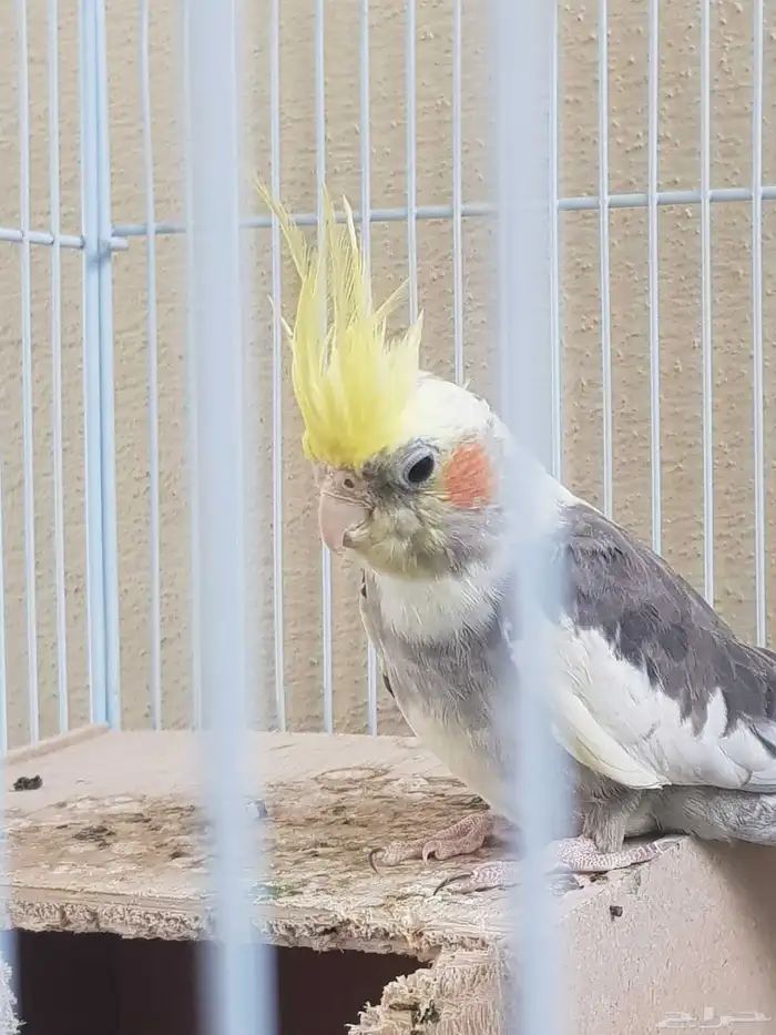 كروان للبيع في حاله ممتازه 1