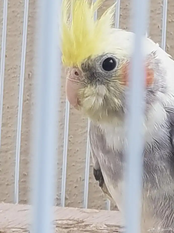 كروان للبيع في حاله ممتازه 2