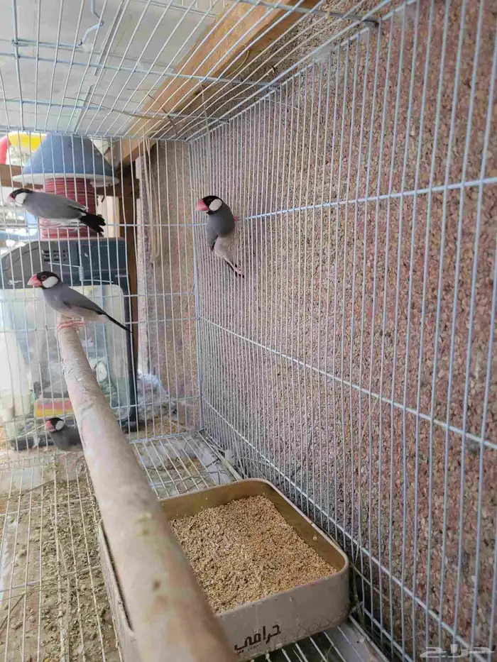 ذكور طيور جاوا فنش 0