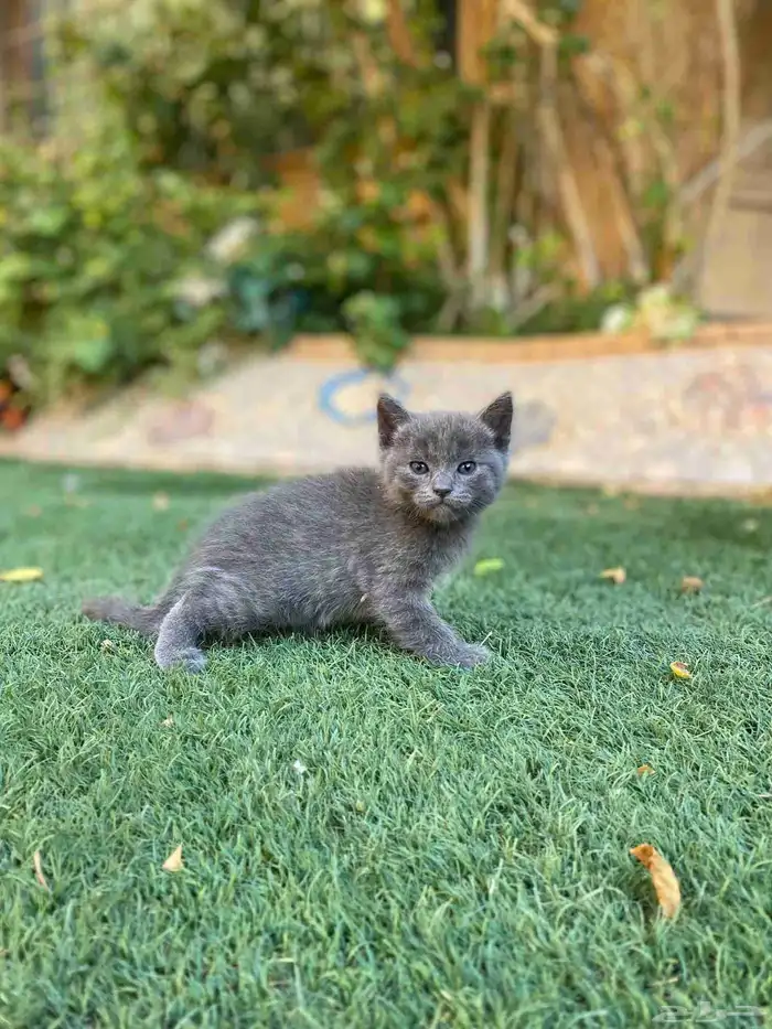 سكوتش فولد قولد مطعمين للبيع لايوجد تبني 14