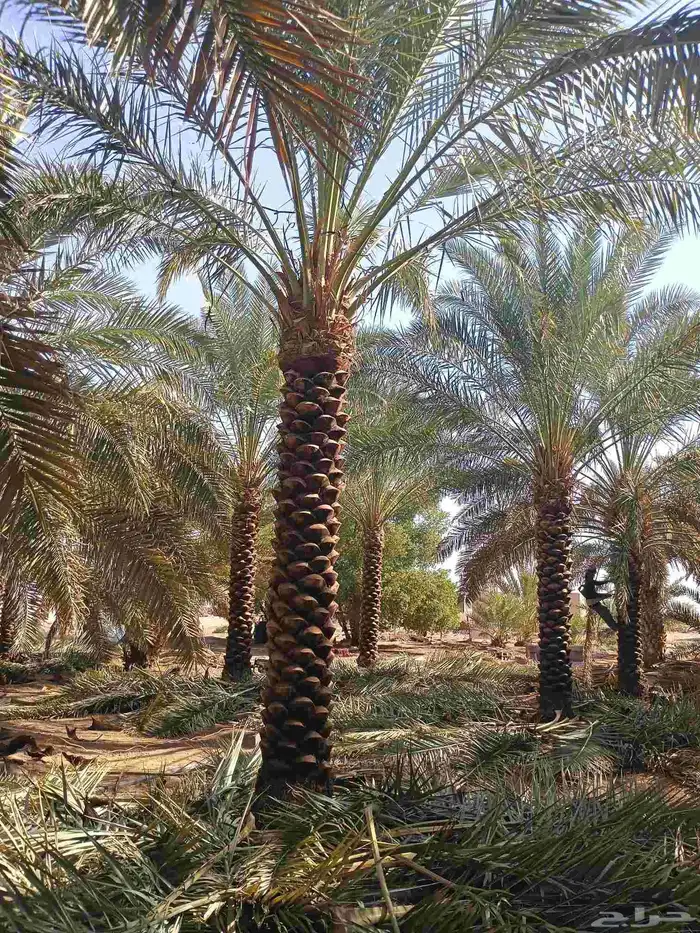يوجد لدينا نخل مكرب هلال من مترين ونص الا 6متر 3